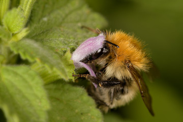 Side plan, of bee Bombus pascuorum, on a pink flower.