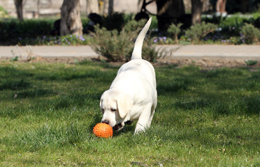 a yellow labrador in the park