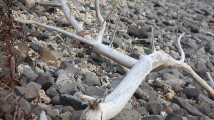 old twigs with focus