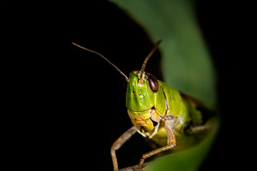 Close Up macro view of grasshopper looking intently with green and black background