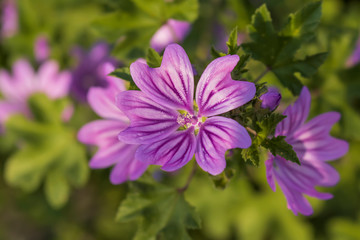 pink cosmos flower