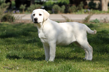 sweet yellow labrador in the park