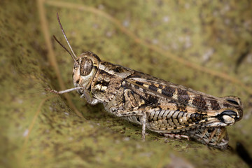 Side view of lobster sunbathing on a dry leaf