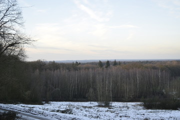 Obraz na płótnie Canvas Snowy Forest View