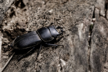 Close up view of beetle Dorcus parallelipipedus on a dry wood