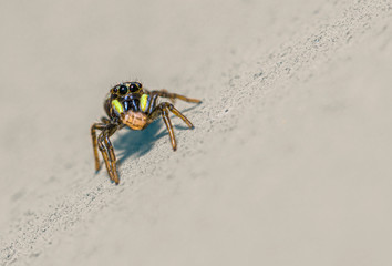 Close-up of jumping spider Heliophanus tribulosus, carrying a freshly caught prey.
