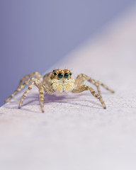 Close-up of Menemerus Semilimbatus jumping spider, posing in front of camera, on blue background.