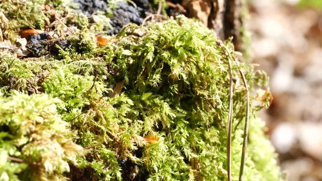 Macro slider video of moss on a tree stump in a forest 1