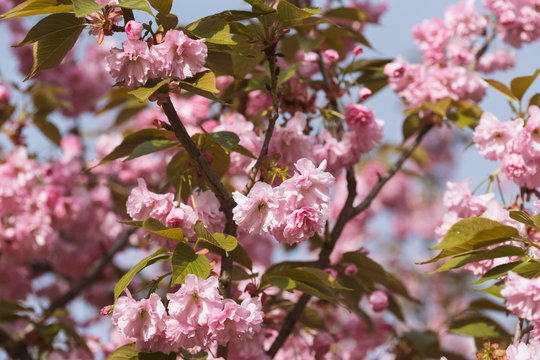 blooming sakura in spring in the park