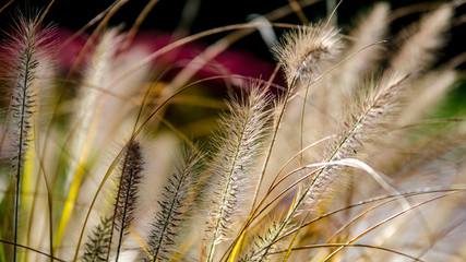 Kolory jesieni w Polsce © Franciszek
