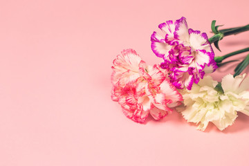 Fototapeta na wymiar Bouquet of colorful carnation flowers on pastel background.