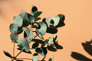 Eucalyptus branch on colorful background. Abstract backdrop