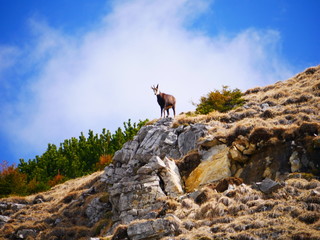 Bad Hindelang, Deutschland: Eine Gams zeichnet sich gegen den Himmel ab
