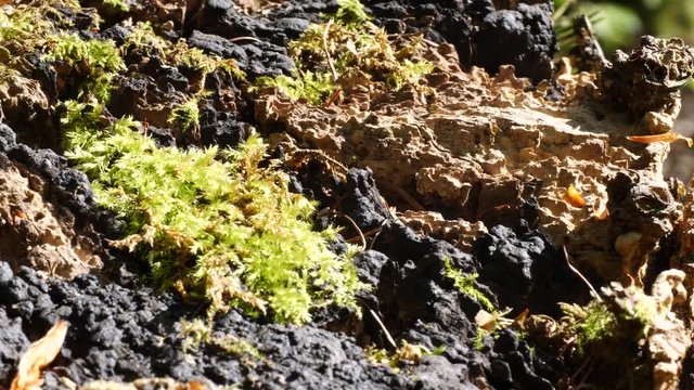 Macro slider video of moss on a tree stump in a forest 2