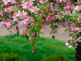 Cherry Blossom tree with weeping branches flowing down with pink