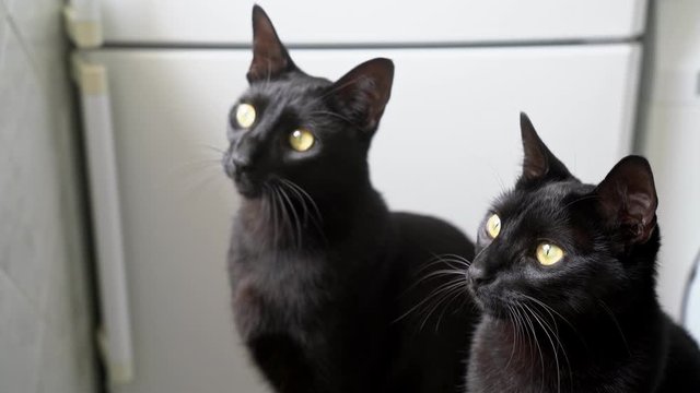 Adult black brothers kittens, look at something funny and lead their heads.