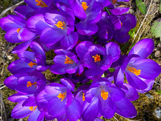 beautiful background image of spring blooming crocuses in the garden