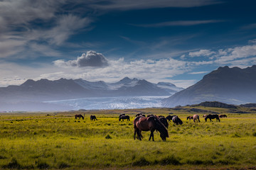 Horse in Iceland grass field