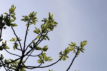 Feuilles de figuier et bourgeons au printemps - Commune de Corbas - Département du Rhône - France