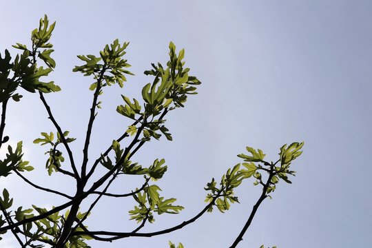 Feuilles de figuier et bourgeons au printemps - Commune de Corbas - D&eacute;partement du Rh&ocirc;ne - France