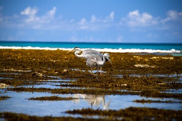 Echassier devant l'oc&eacute;an