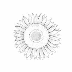 Einfache Sonnenblume