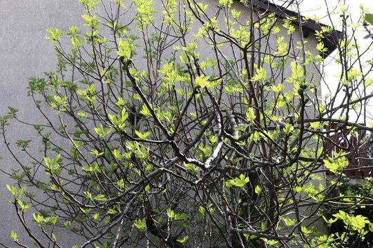Feuilles de figuier et bourgeons au printemps - Commune de Corbas - D&eacute;partement du Rh&ocirc;ne - France