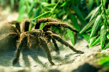 Vogelspinne ganz nah