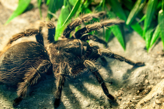 Vogelspinne ganz nah