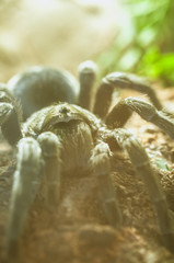 Vogelspinne ganz nah