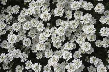 Schleifenblume im Garten