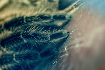 Vogelspinne ganz nah