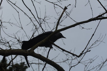 crow on a branch