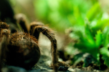 Vogelspinne ganz nah