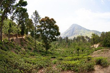 Fototapeta na wymiar Tea plantation in the mountains of Sri Lanka (Ceylon).