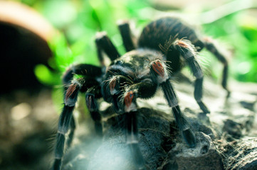 Vogelspinne ganz nah