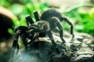 Vogelspinne ganz nah