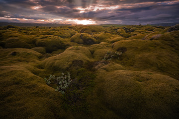 Moss is a common plant in Iceland. It grows abundantly in the mountainous region and is a special characteristic of Iceland’s lava fields. One of the most spectacular moss blanket is located on the so © akegooseberry