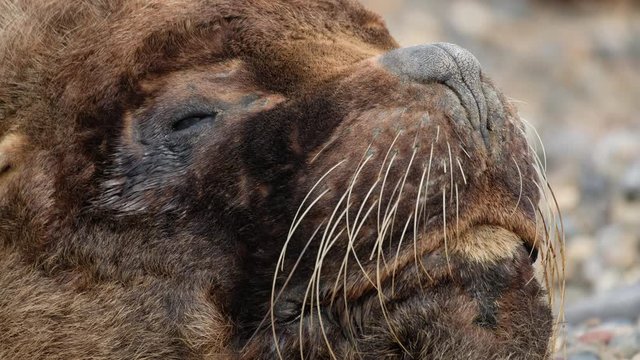 Close up view of the Sea Lion (Zalophus) relaxing on the coast near the town of Caleta Olivia in Argentina