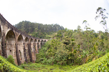Fototapeta na wymiar Tea plantations under the nine-arch bridge in Sri Lanka (Ceylon).