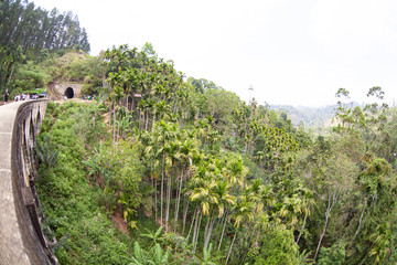 Tea plantations under the nine-arch bridge in Sri Lanka (Ceylon).