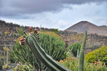 Lanzarote kaktus