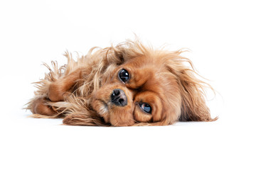 Portrait of relaxed cavalier spaniel