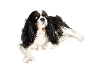 Portrait of cute cavalier spaniel