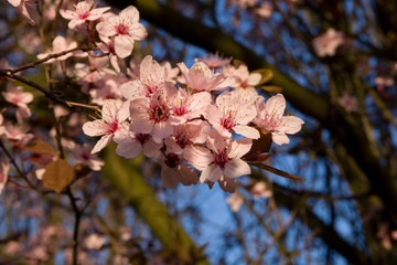 Pink flowers on a sunny spring day.