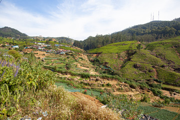 Fototapeta na wymiar Tea plantation in the mountains of Sri Lanka (Ceylon).