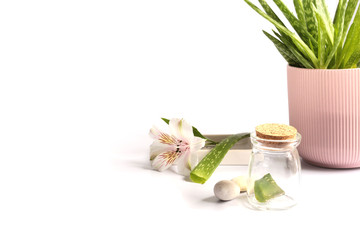 Aloe Vera plant in pot, fresh stem on white background. Skin, beauty, spa therapy concept