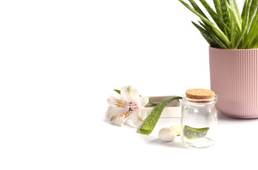 Aloe Vera plant in pot, fresh stem on white background. Skin, beauty, spa therapy concept