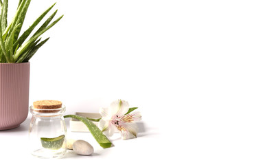 Aloe Vera plant in pot, fresh stem on white background. Skin, beauty, spa therapy concept