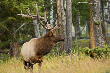 Naklejka na ściany i meble Huge elk wapiti in one of national parks of North America